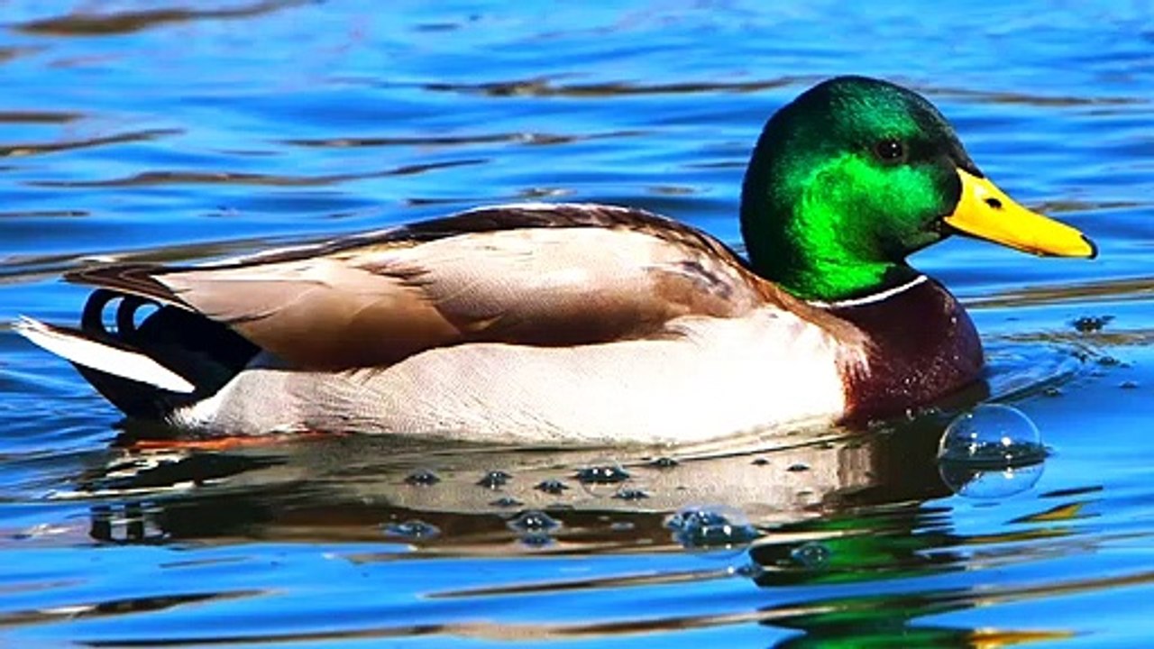 Mallard duck Call/Song/Sound - Chirping/Singing Birds 2021