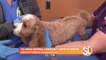 VCA Animal Referral & Emergency Center of Arizona offers veterinary neurosurgery