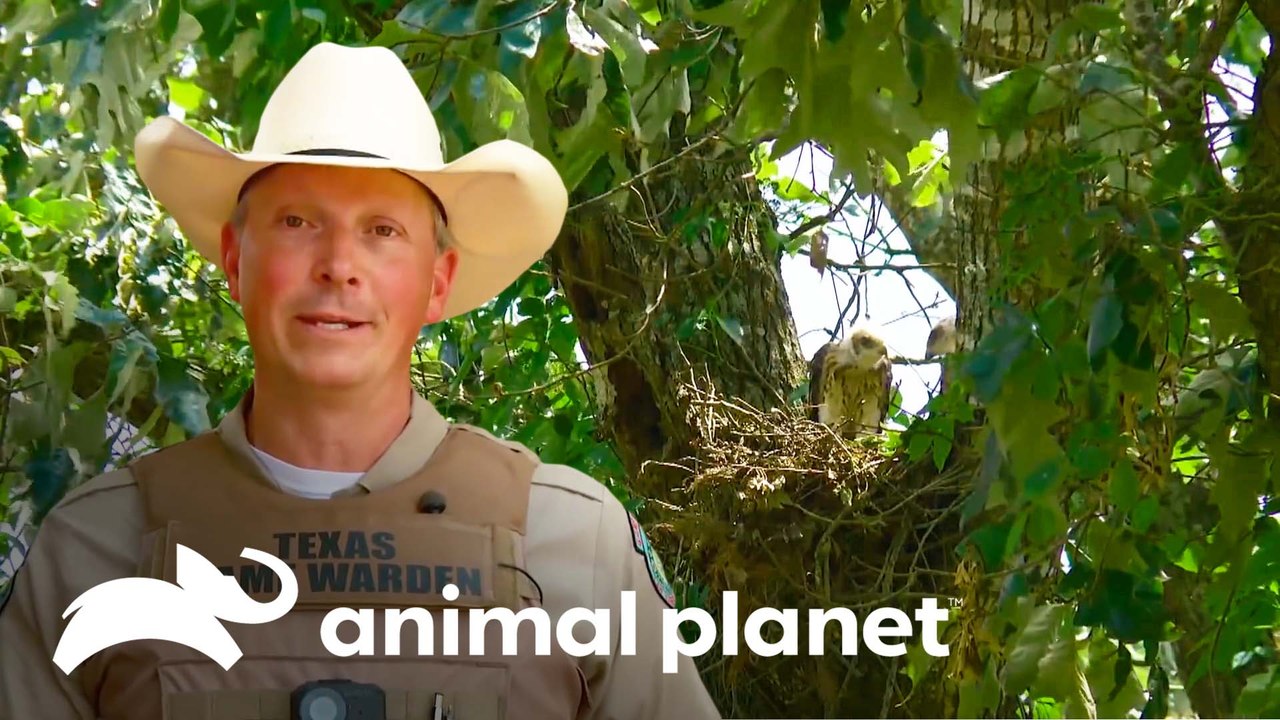 Resgates de águias feitos por policiais ambientais | Patrulheiros da Natureza | Animal Planet Brasil