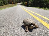 Florida Man Stops Traffic in Naples to Save Turtle Crossing the Road