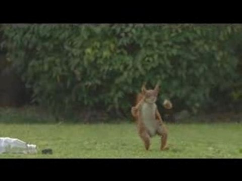 pub carlsberg sport avec ecureuil : humour !!!