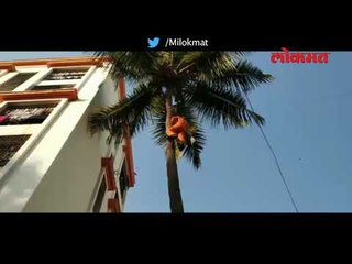 Unique style of climbing coconut tree | Removing Coconut from tree | Pune