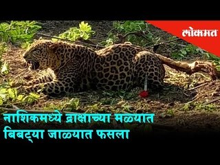 A Leapord got trapped in the grape field in Nasik | Nasik News