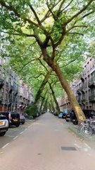 Viral Travel Video Amsterdam