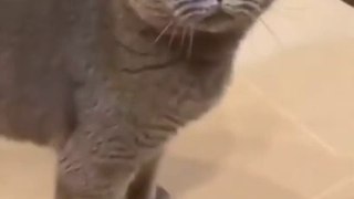 Funny Cat try not laughing