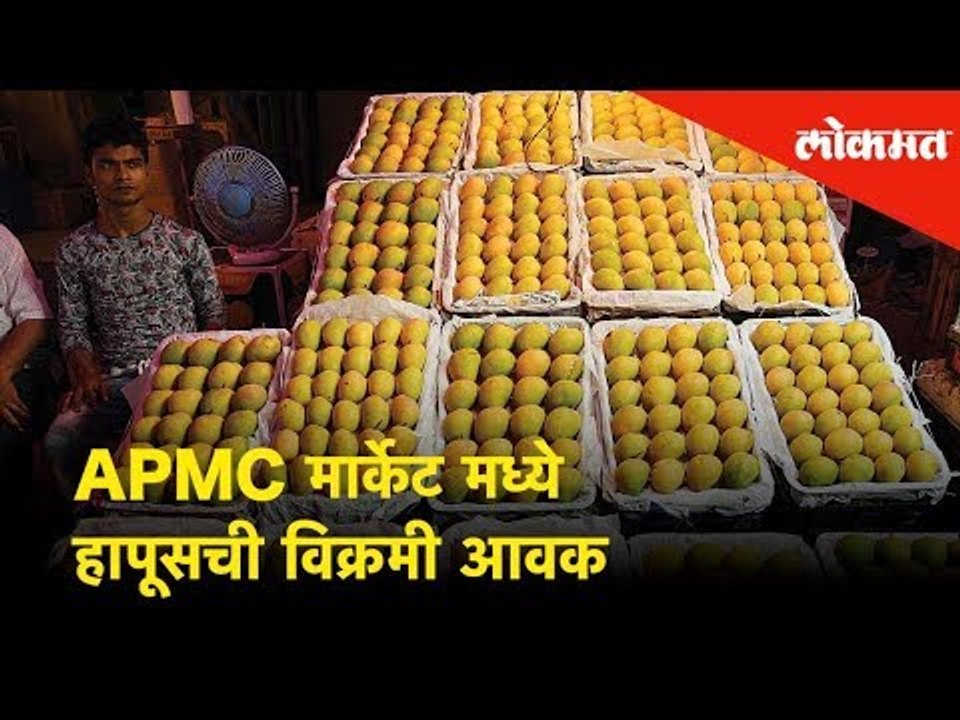 APMC मार्केट मध्ये हापूसची विक्रमी आवक |Alphonso mangoes record arrives at APMC market | Navi Mumbai