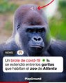 Un brote de covid-19 se extendió entre los gorilas que habitan el zoo de Atlanta