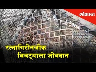 रत्नागिरीनजीक  बिबट्याला जीवदान