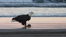 Two Bald Eagles Eating on the Beach