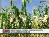 Mejoramiento genético de maíz se realiza en Venezuela con investigación científica campesina