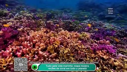Tudo pela vida marinha: mapa mostra recifes de coral em todo o planeta