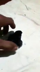 Pintinho nasce com quatro patas e chama atenção na região