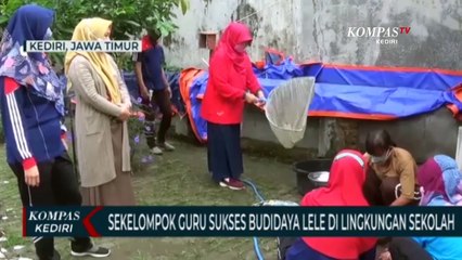 Download Video: Manfaatkan Waktu Luang, Sejumlah Guru Di Kota Kediri Sukses Beternak Ikan Lele Di Lingkungan Sekolah