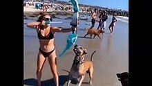 Cute Dogs And Cats That Will Make You Laugh  - Funny Animals Compilation ANIMAUX DRÔLES nous fera RIRE extrêmement dur - Funny DOGS et CATS Compilation