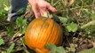 Here's what you need to know before going pumpkin shopping this fall