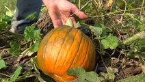 Here's what you need to know before going pumpkin shopping this fall