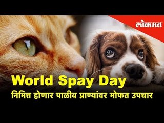 World Spay Day निमित्त Global Foundation करणार पाळीव प्राण्यांवर मोफत उपचार | Lokmat News