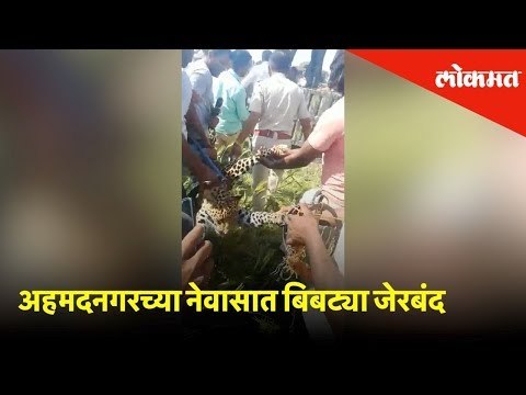 अहमदनगरच्या नेवासात बिबट्या जेरबंद | Leopard rescued by wildlife forest department | Ahmednagar