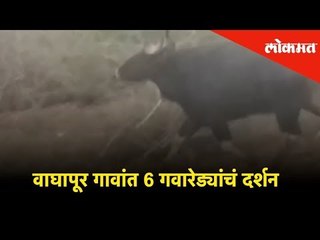 कोल्हापुरातील आदमापूर, बिद्री, वाघापूर गावांत 6 गवारेड्यांचं दर्शन | Lokmat News