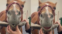'Horse Girl Messes with her Sedated Horse | Try Not to Laugh *3 Million  Views*'