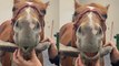 'Horse Girl Messes with her Sedated Horse | Try Not to Laugh *3 Million+ Views*'