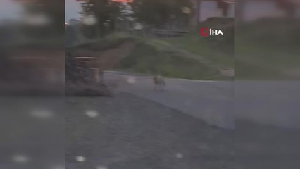 Kimseye aldırış etmeden dolaşan tilki rahatlığıyla şaşırttı