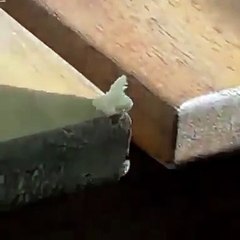 Ekvator böceği Türkiye'de ortaya çıktı