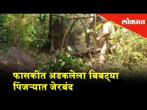 फासकीत अडकलेला बिबट्या पिंजऱ्यात जेरबंद | Lokmat News