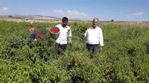 GAZİANTEP - Araban Ovası'nda kırmızı biber hasadı başladı