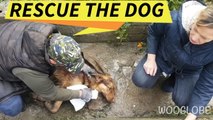 'Heartwarming Dog Transformation - Family Rescues & Cares for Poisoned Dog in Greece'