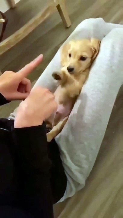 My crazy puppy