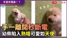 手一離開肚肚秒斷電！幼白柴陷入熟睡彷彿天使超可愛