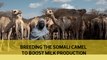 Breeding the Somali camel to boost milk production