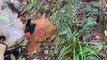 Comment éradiquer un nid de frelons asiatiques