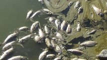 Van'daki balık ölümlerinin nedeni: 'Ötrofikasyon'