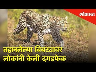 तहानलेल्या बिबट्यावर लोकांनी केली दगडफेक | Lokmat News
