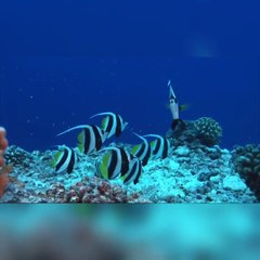 Music of Deep Blue sea's beauty