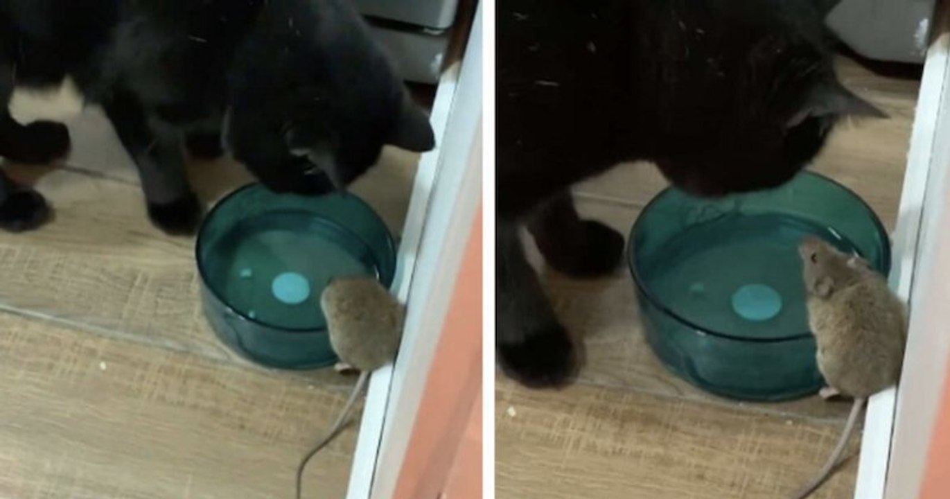 Un homme découvre que son chat est devenu ami a...