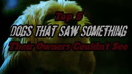 5 Dogs That Saw Something Their Owners Couldn't See  - Ghosts, ESP, & Paranormal