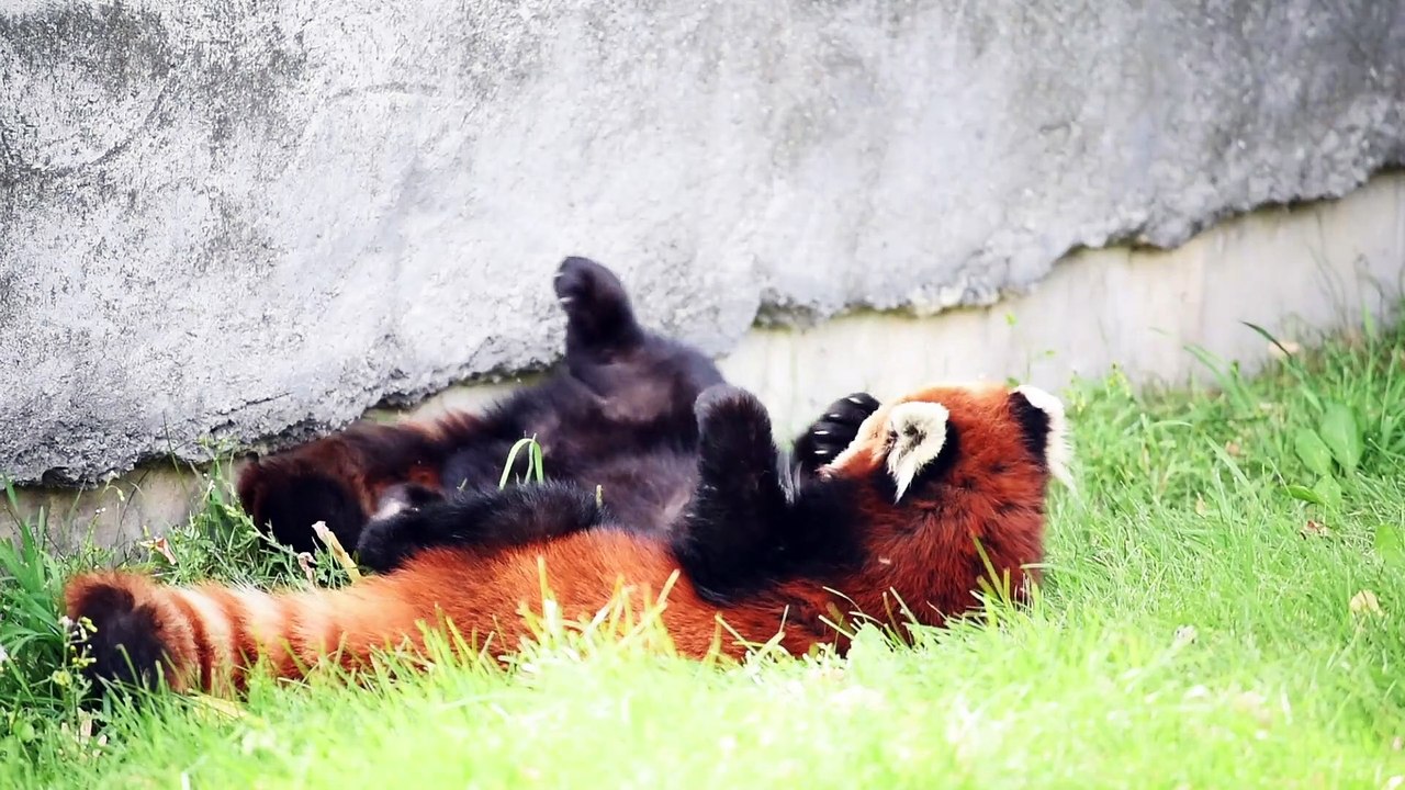 Asian black bear (chaina)
