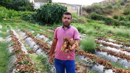 Güneydoğu'da yaşanan kuraklık, çilek ve böğürtlen üreticisini zor duruma soktu