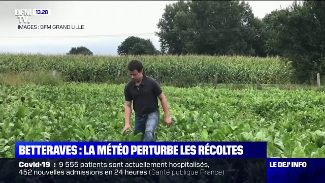 La météo perturbe les récoltes de betteraves