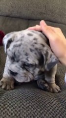 What type of dog it is?