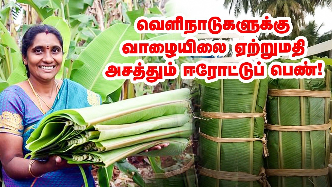 தமிழ்நாடு வாழை, அரபு நாட்டுக்கு போகுது - சாதித்த பெண்!