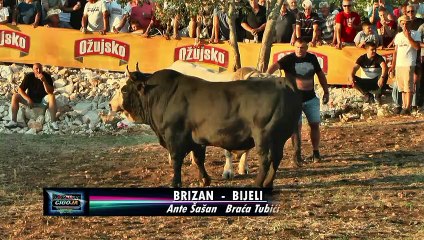 BIJELI BRAĆE TUBIĆA POBIJEDIO BRIZANA ANTE ŠAŠANA NEUM 2021