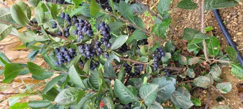 KARADENİZ'DE ÜRETİMİ ARTAN 'ARONYA' MEYVESİ YOK SATIYOR