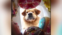 [FUNNY VIDEO] Cat Reaction to Cutting Cake - Funny Dog Cake Reaction Compilation
