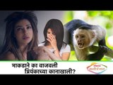 माकडाने का वाजवली प्रियंकाच्या कानाखाली | Bollywood Updates in Marathi | Lokmat Manoranjan