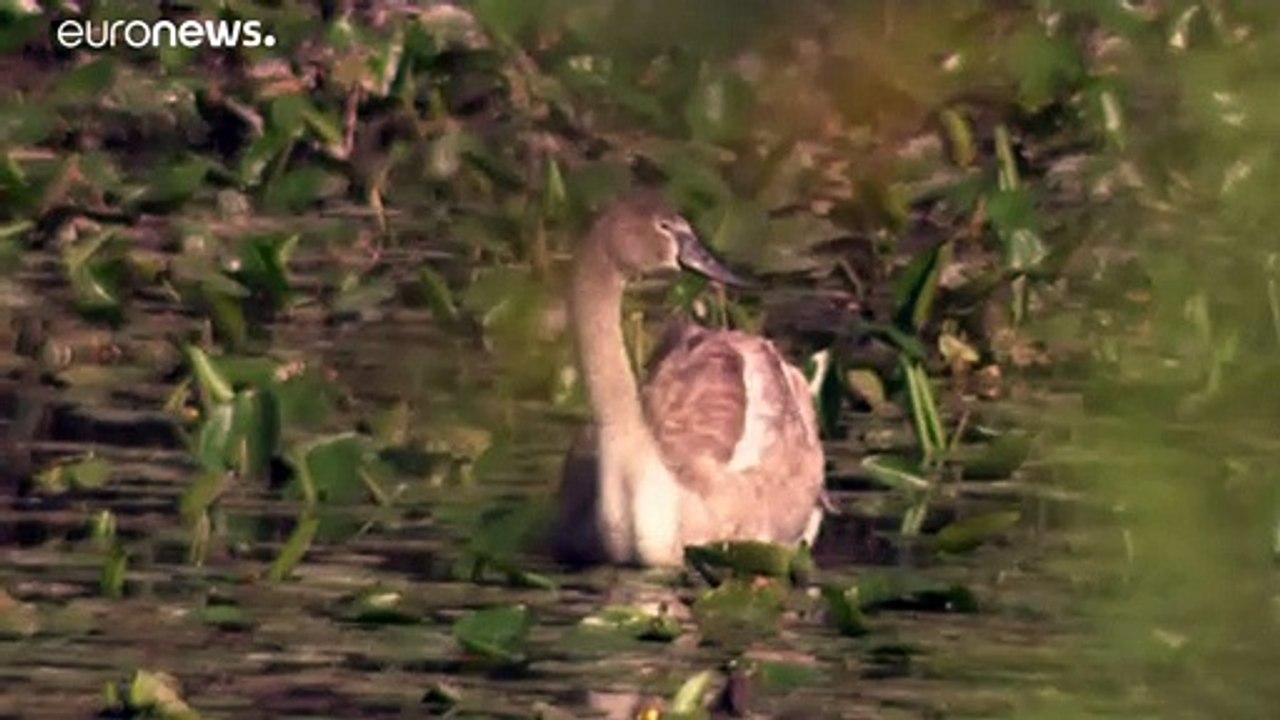 Mur-Drau-Donau-Biosphärenpark von UNESCO anerkannt