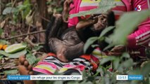 Animaux : en République démocratique du Congo, elles s'occupent de chimpanzés